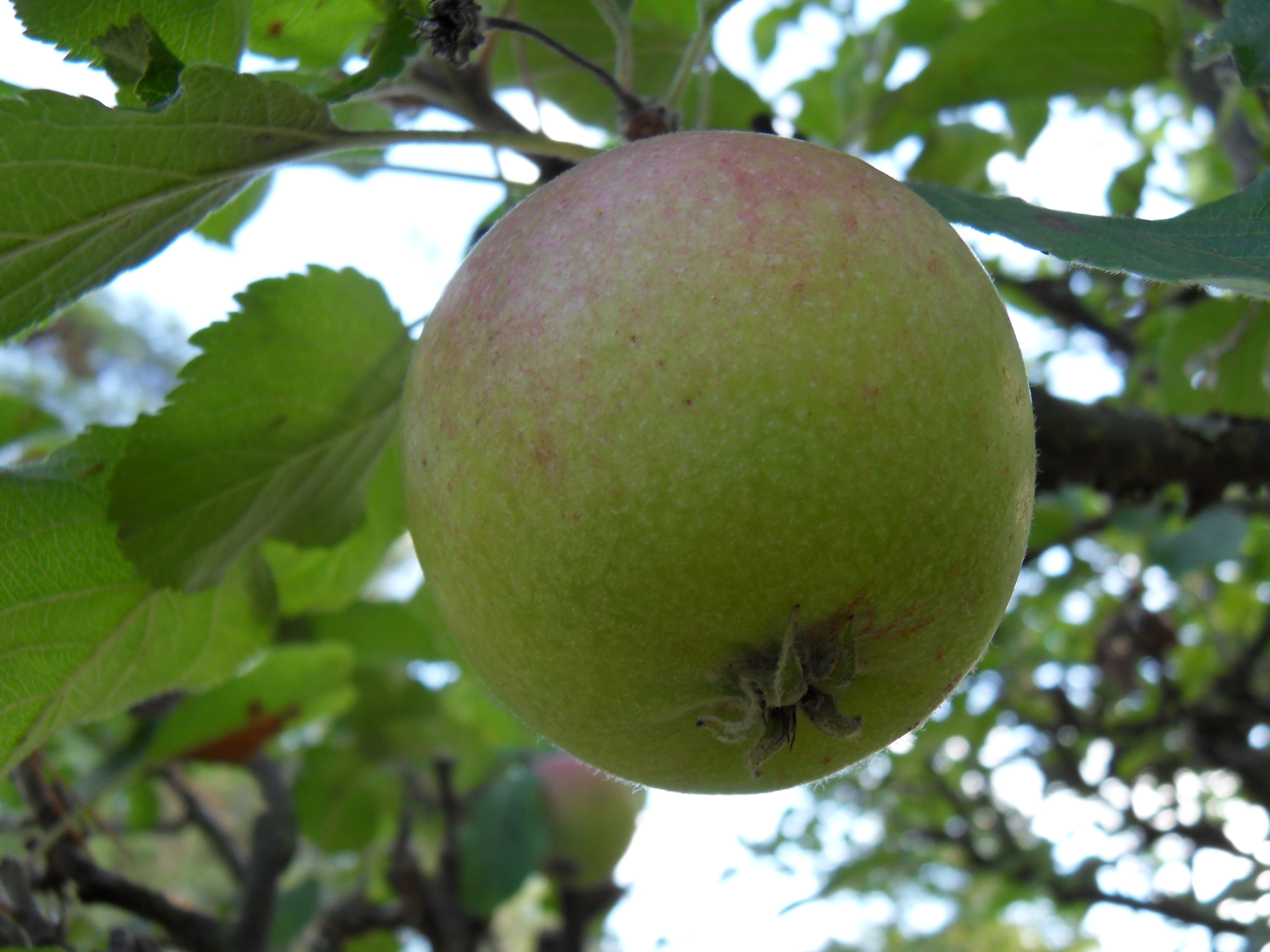 Apple